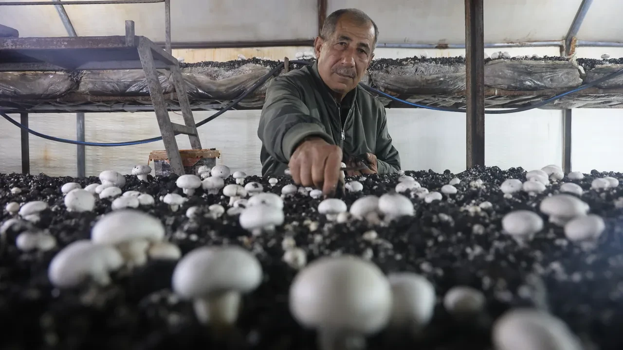 Altınlarını satıp bu işe girdi! 70 günde 3 kez hasat yapıp, paraya para demiyor