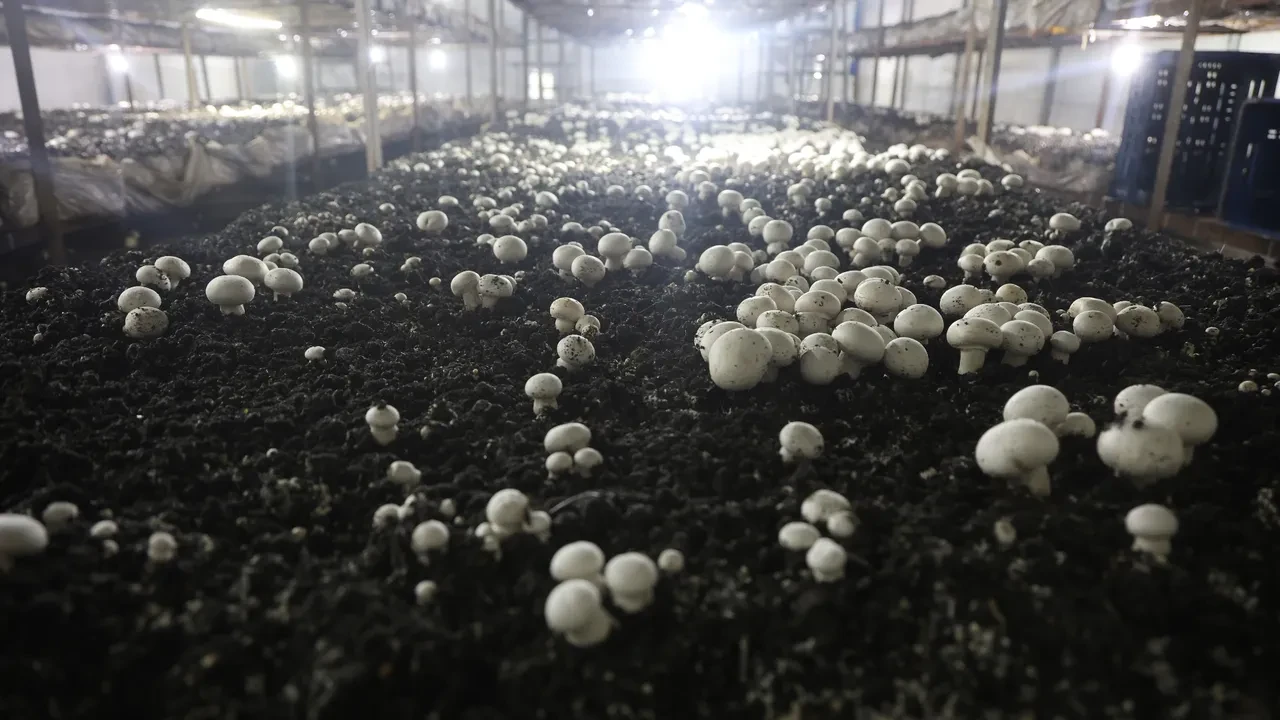 Altınlarını satıp bu işe girdi! 70 günde 3 kez hasat yapıp, paraya para demiyor