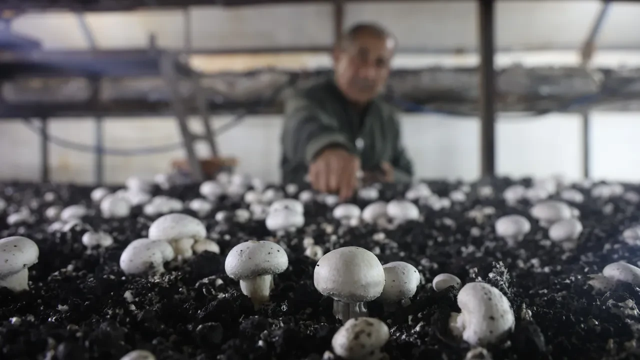 Altınlarını satıp bu işe girdi! 70 günde 3 kez hasat yapıp, paraya para demiyor