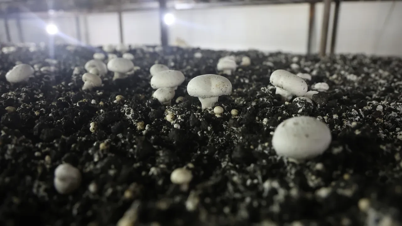 Altınlarını satıp bu işe girdi! 70 günde 3 kez hasat yapıp, paraya para demiyor