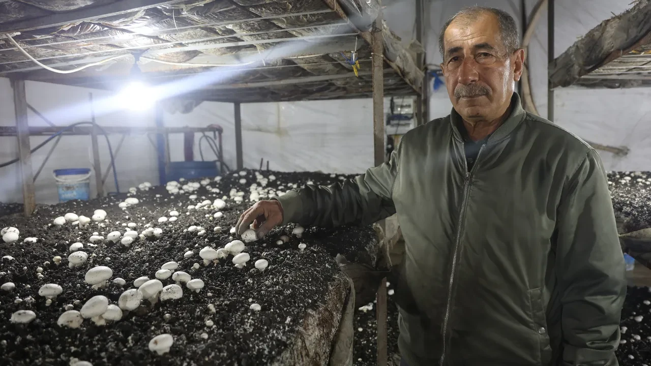 Altınlarını satıp bu işe girdi! 70 günde 3 kez hasat yapıp, paraya para demiyor