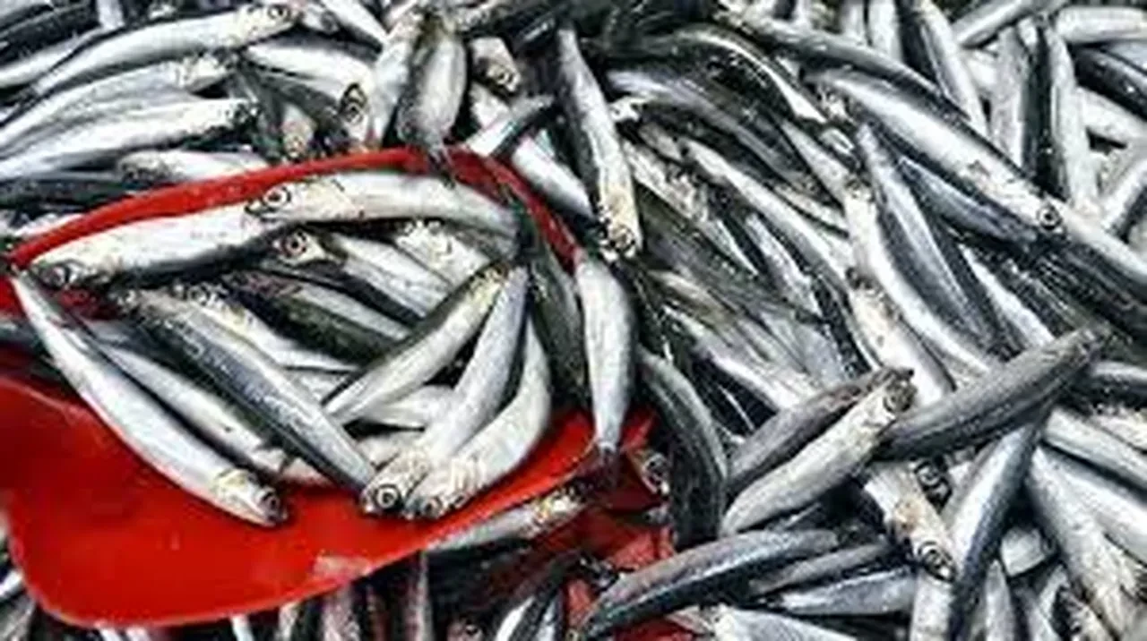 Balıkçı tezgahları gümüşe boyandı! Hamsi fiyatları dibe vurdu: Vatandaşlar pazara akın ediyor!