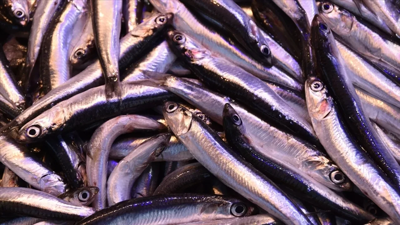 Balıkçı tezgahları gümüşe boyandı! Hamsi fiyatları dibe vurdu: Vatandaşlar pazara akın ediyor!