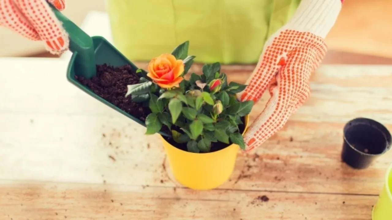 Salon çiçekleriniz sebepsizce soluyor mu? Çoğu kişinin yaptığı o hata bitki köklerini bakın nasıl boğuyormuş!