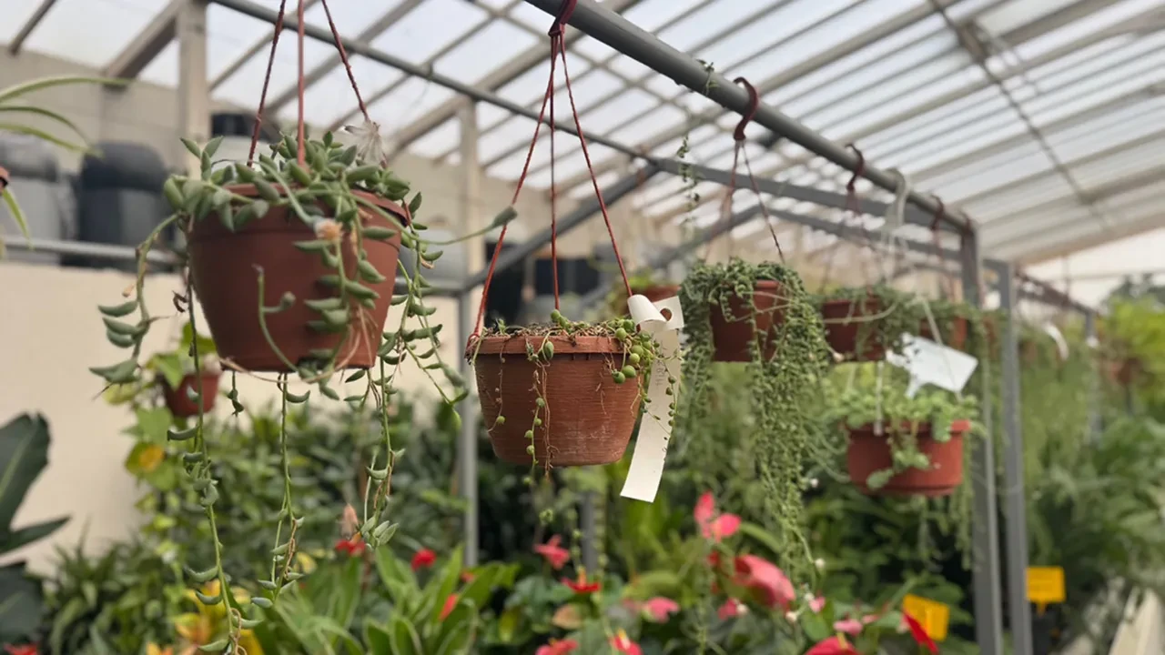 Salon çiçekleriniz sebepsizce soluyor mu? Çoğu kişinin yaptığı o hata bitki köklerini bakın nasıl boğuyormuş!