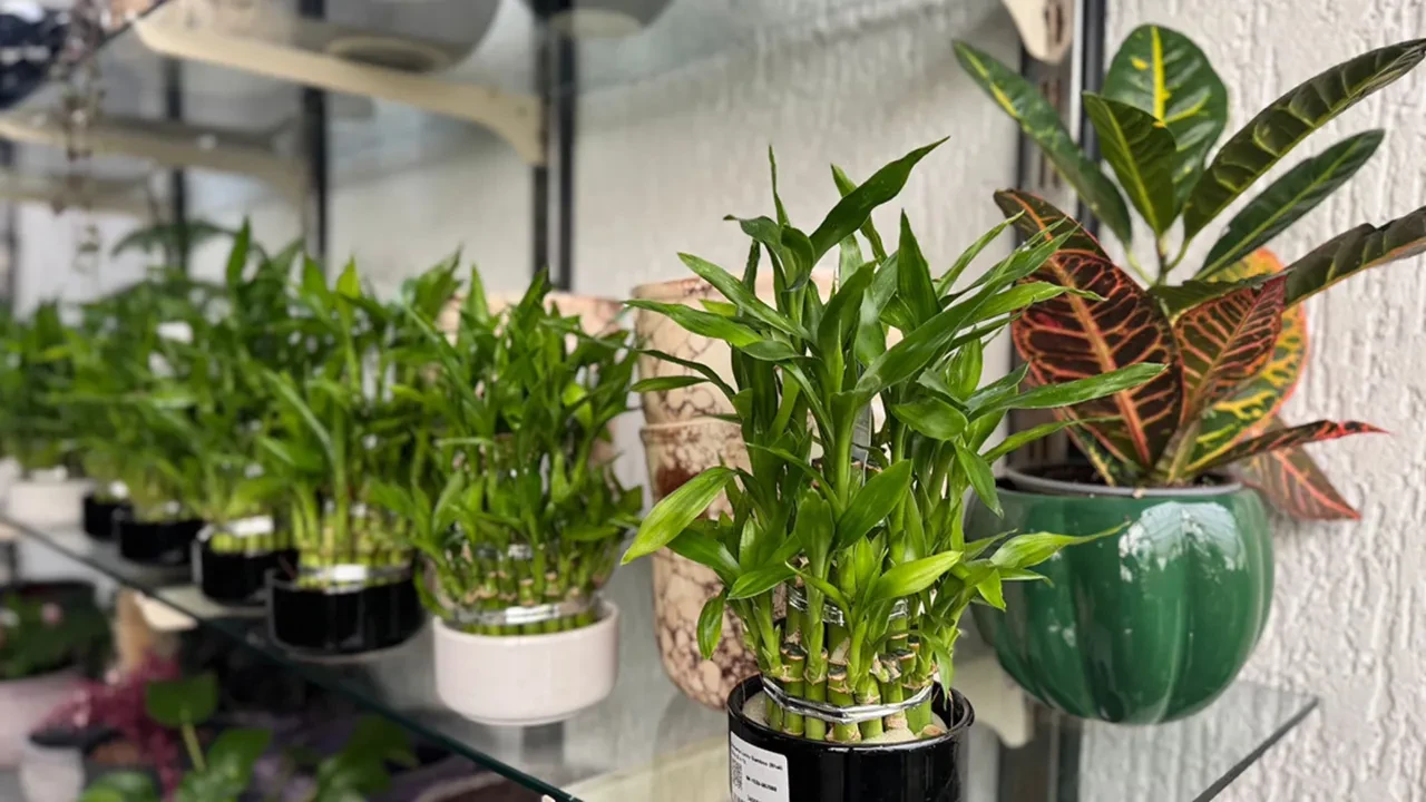 Salon çiçekleriniz sebepsizce soluyor mu? Çoğu kişinin yaptığı o hata bitki köklerini bakın nasıl boğuyormuş!