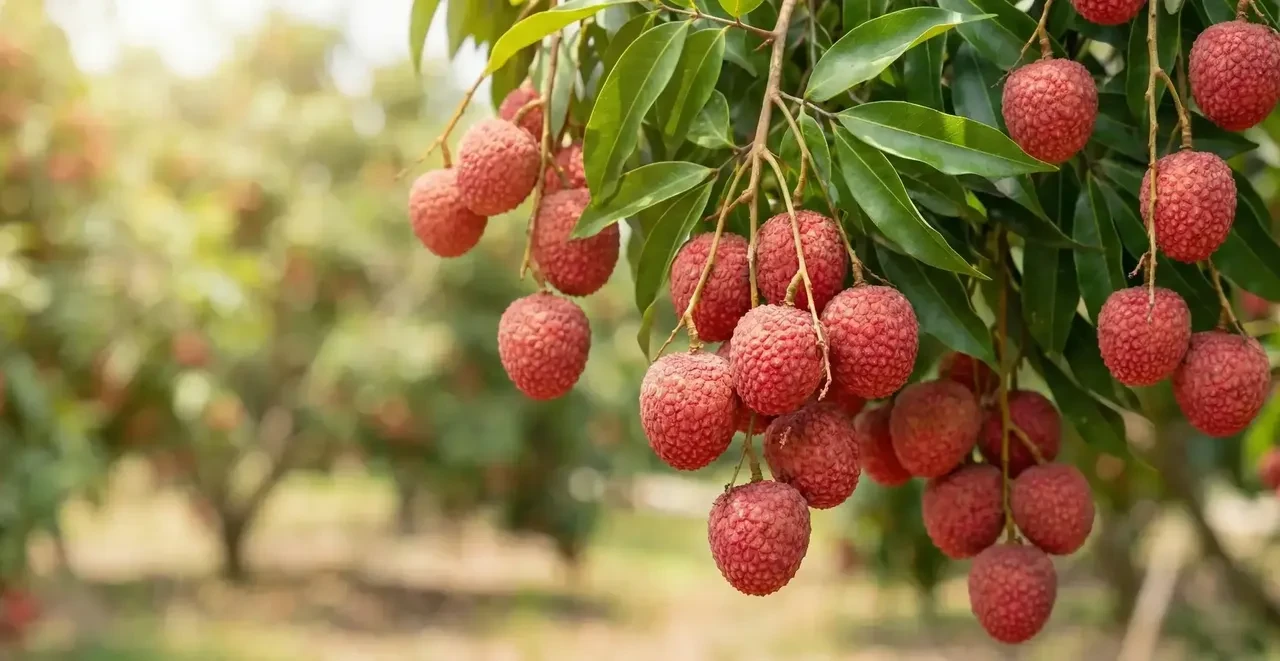 Türkiye'deki 2 yeni meyve yok satıyor! Meyvelerin faydaları saymakla bitmiyor