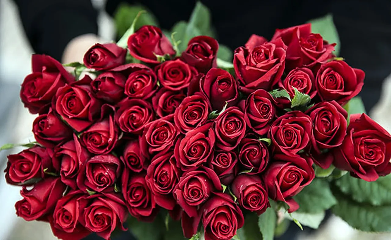 14 Şubat çiçek notları ve sözleri 2026! 14 Şubat Sevgililer Günü kısa çiçek ve hediye not örnekleri