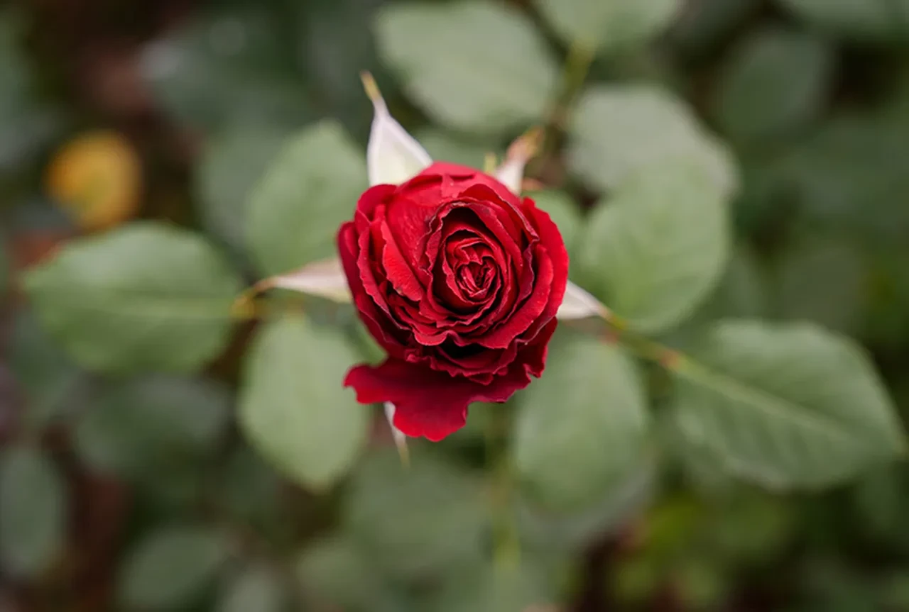 Eşe 14 Şubat Sevgililer Günü Mesajları 2026! Evli, nişanlı, kız ve erkek arkadaş 14 Şubat mesajları ve sözleri