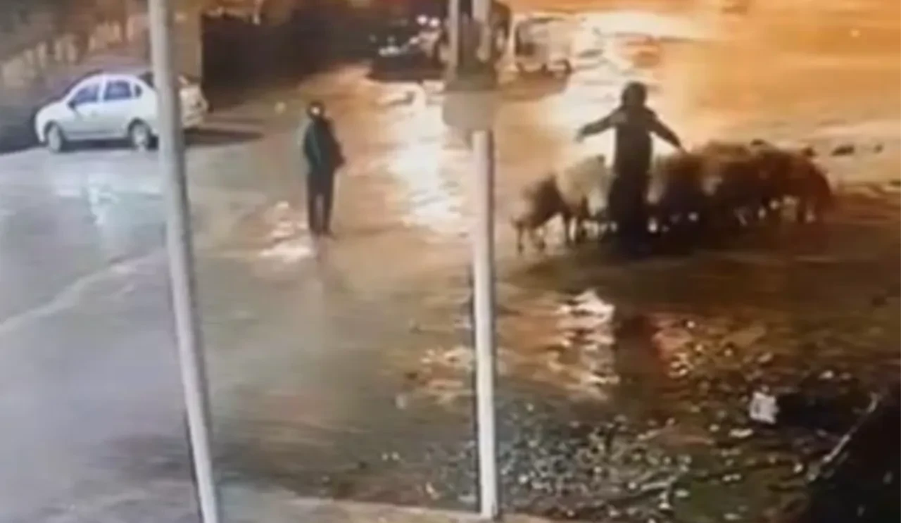 Koyun sürüsü çalındı! Hırsızlık anı kamerada