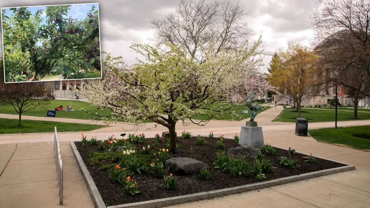Sadece bir ağaçta 40 meyve yetişiyor! Formülü uzman isim açıkladı