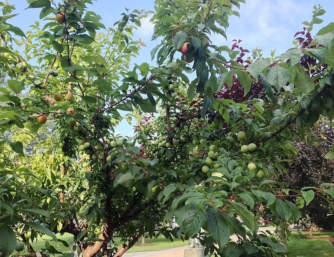 Sadece bir ağaçta 40 meyve yetişiyor! Formülü uzman isim açıkladı