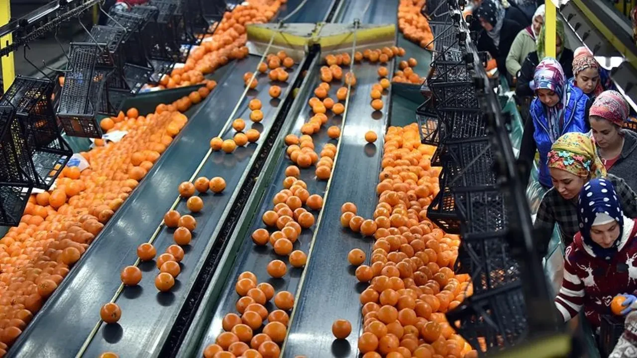 Narenciye İhracatçısı