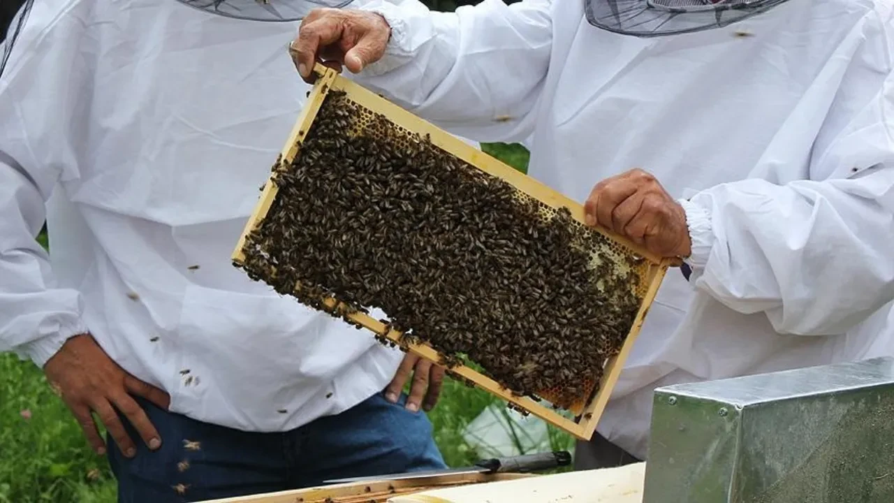 Organik Arıcılık Üreticisi