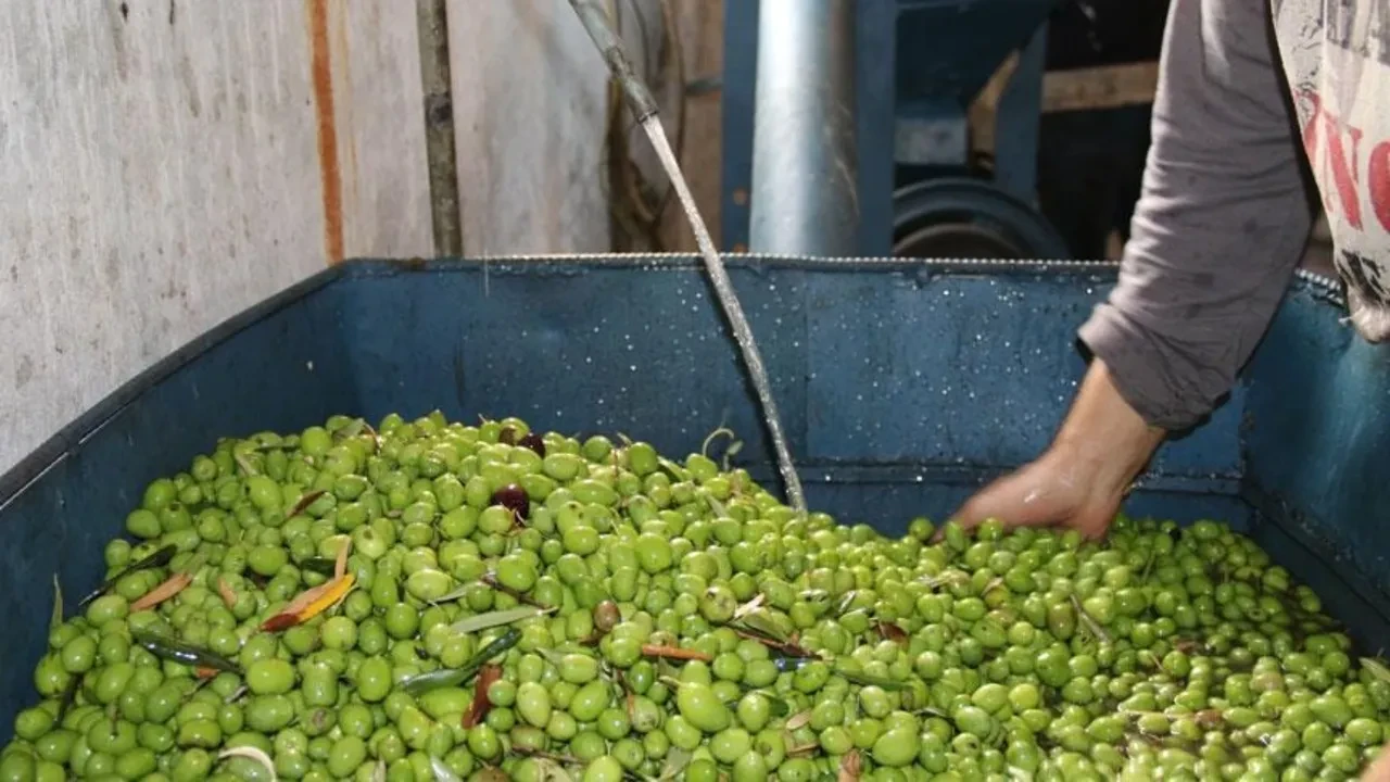 Zeytinyağı Üreticisi