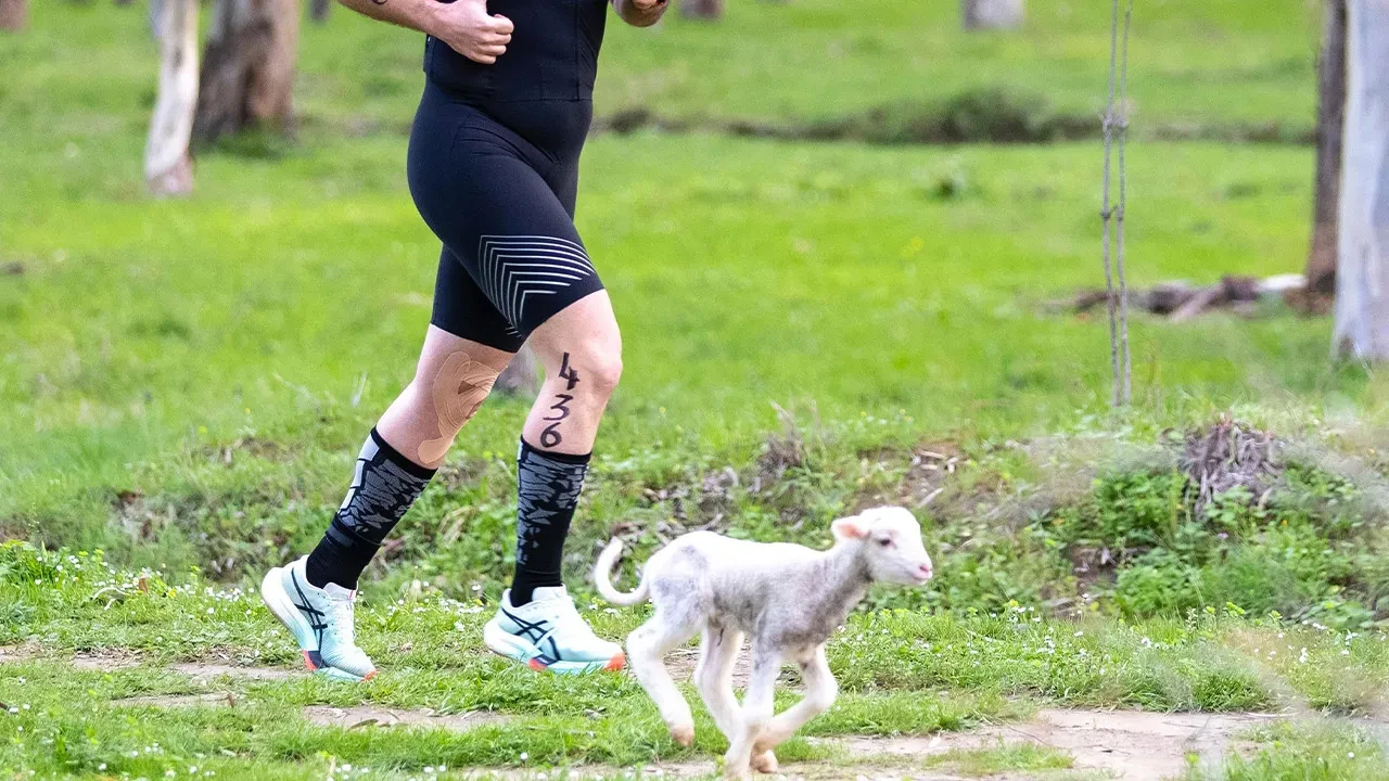 Yarışta sevimli davetsiz misafir! Parkura giren kuzu herkesi şaşırttı