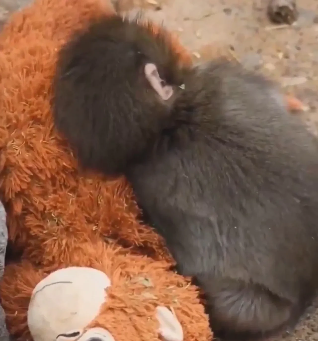 Anne özlemiyle peluş maymuna sarıldı yüreklere dokundu: Maymun Punch'ın bakıcısı konuştu