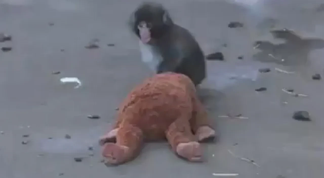 Anne özlemiyle peluş maymuna sarıldı yüreklere dokundu: Maymun Punch'ın bakıcısı konuştu