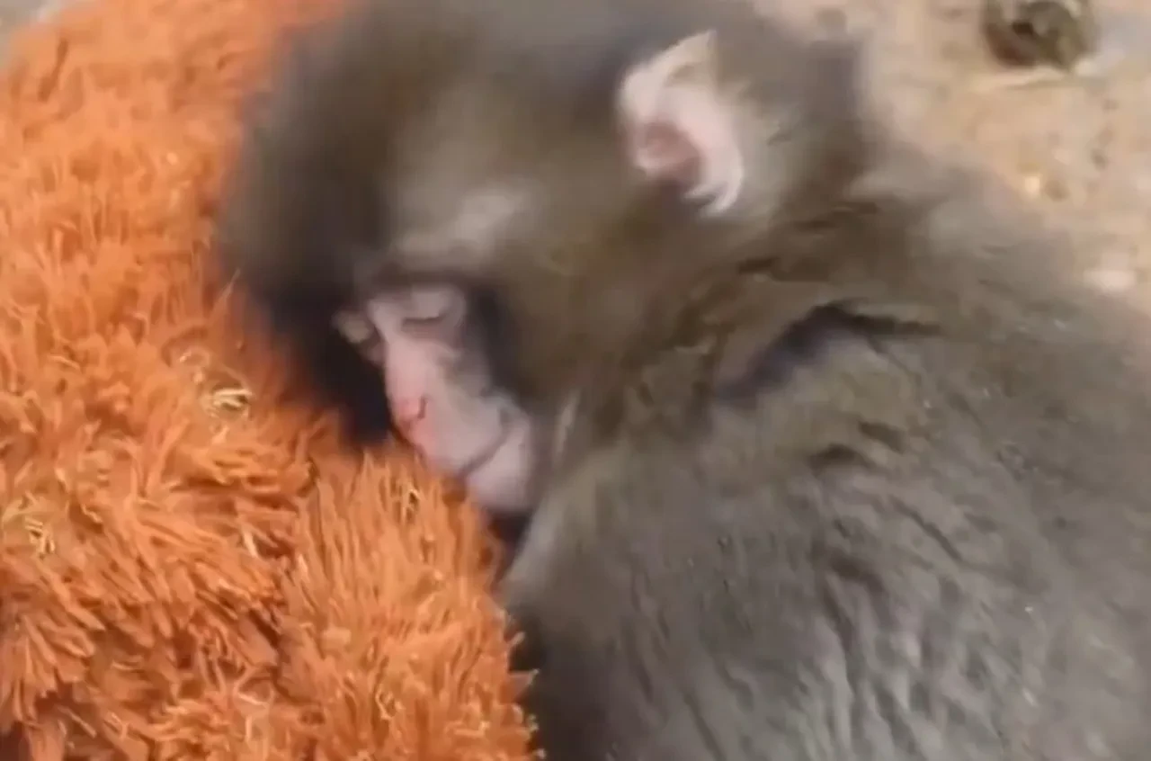 Anne özlemiyle peluş maymuna sarıldı yüreklere dokundu: Maymun Punch'ın bakıcısı konuştu