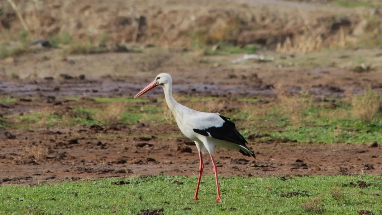 Baharın habercisi şanslı geldi: İlk leyleği gören yaşlı kadın bir çuval unu kaptı