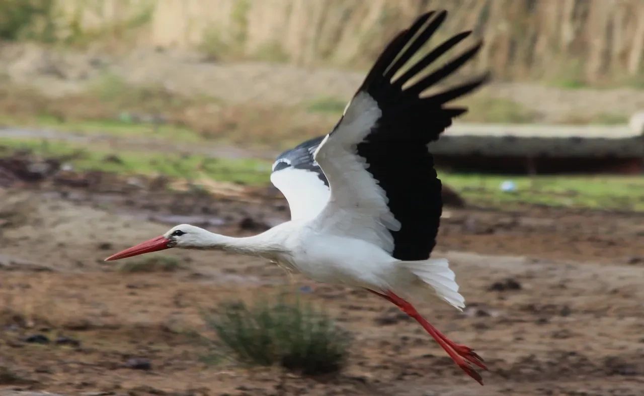 Baharın habercisi şanslı geldi: İlk leyleği gören yaşlı kadın bir çuval unu kaptı