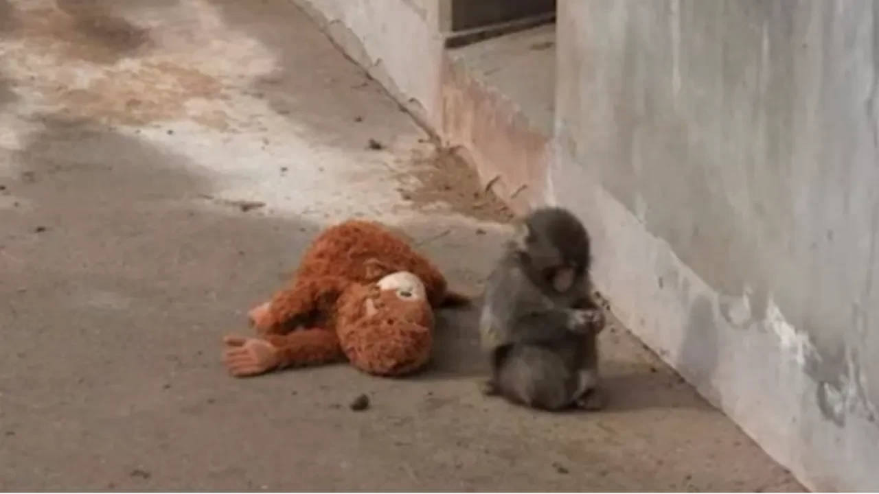 Yavru maymun olayı nedir? Japonya hayvanat bahçesindeki yavru maymun olayının arka planı