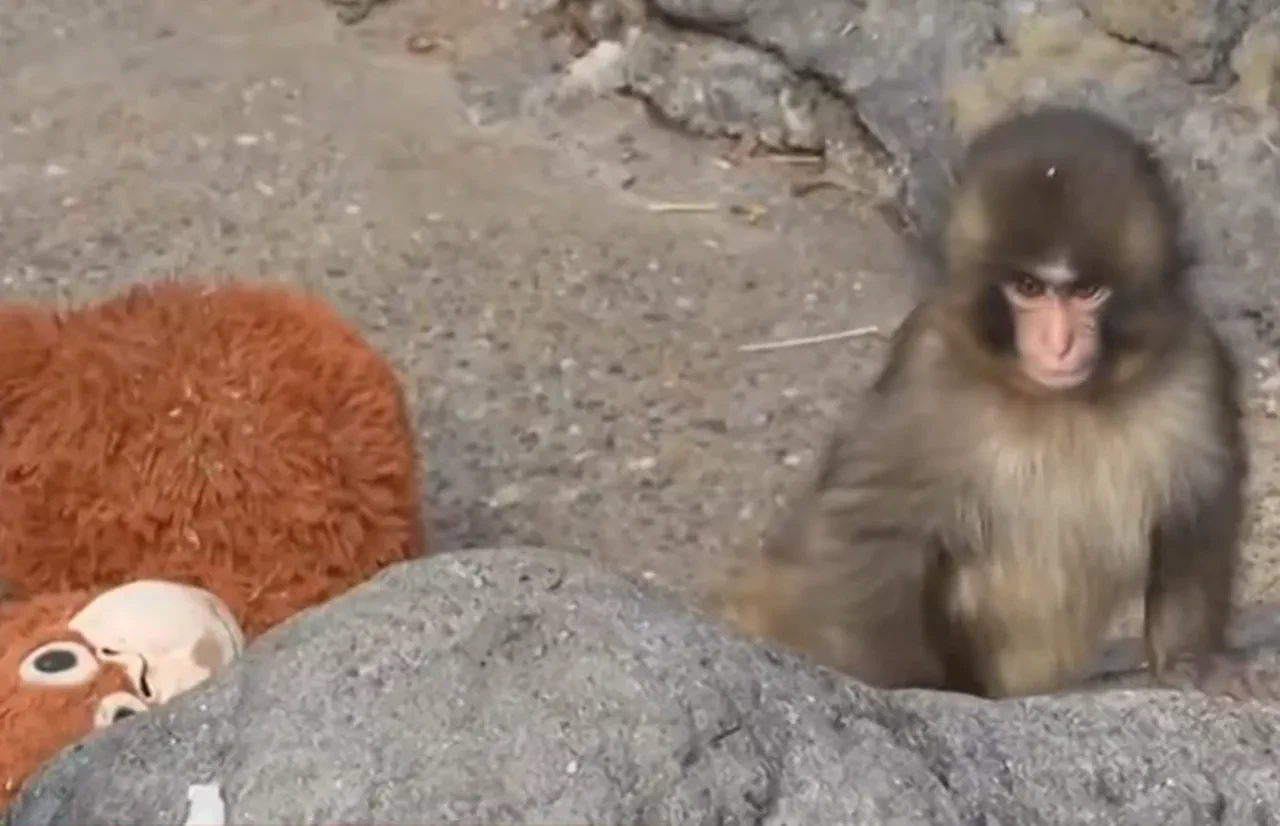 Yavru maymun olayı nedir? Japonya hayvanat bahçesindeki yavru maymun olayının arka planı