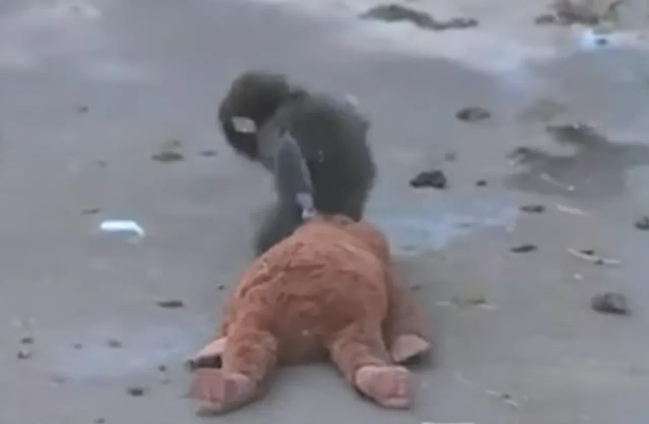 Yavru maymun olayı nedir? Japonya hayvanat bahçesindeki yavru maymun olayının arka planı