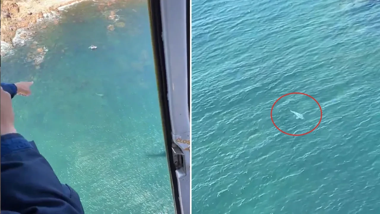 Avustralya'da yürekler ağza geldi! Köpek balığına yem olacakken bir uyarı hayatlarını kurtardı