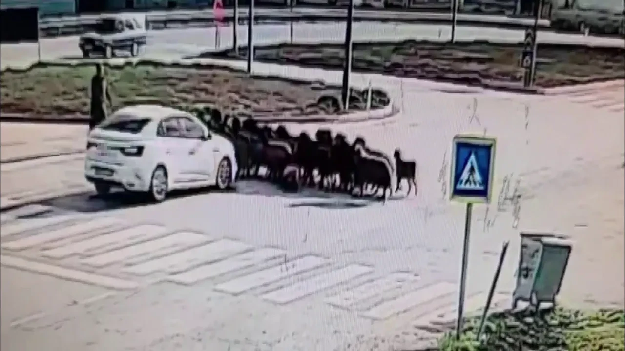 Otomobil, kavşaktan geçen koyun sürüsüne daldı! 5 hayvan telef oldu