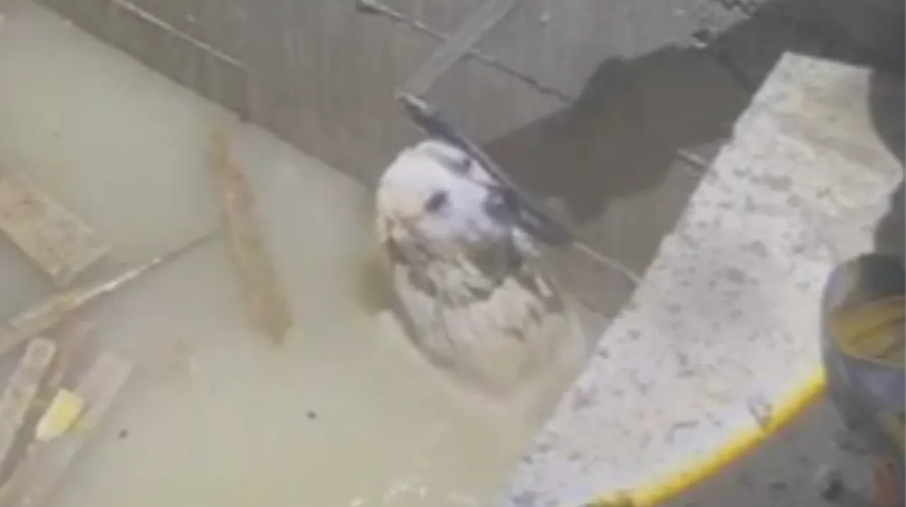 Sahipsiz köpek asansör boşluğuna düştü, sular altında kaldı! Bina sakinleri telaşa kapıldı