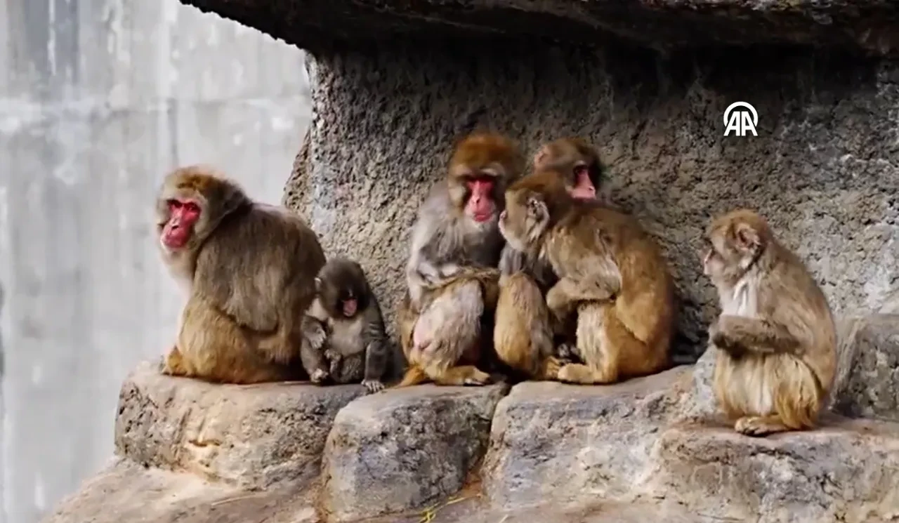 Sürüsü tarafından dışlanan maymun Punch'tan güzel haber! O anlar milyonlarca kez izlendi