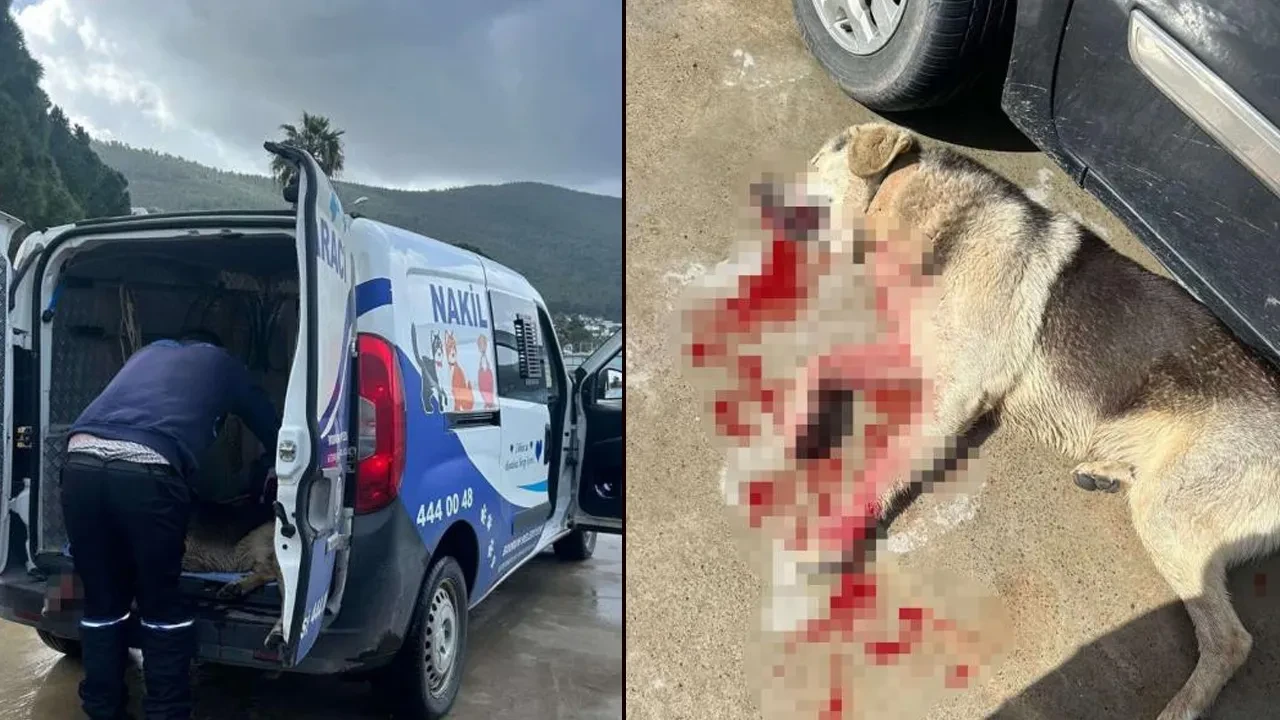 Tavuklarını telef eden köpekleri katletti! Önce serbest bırakıldı, sonra cezaevine gönderildi