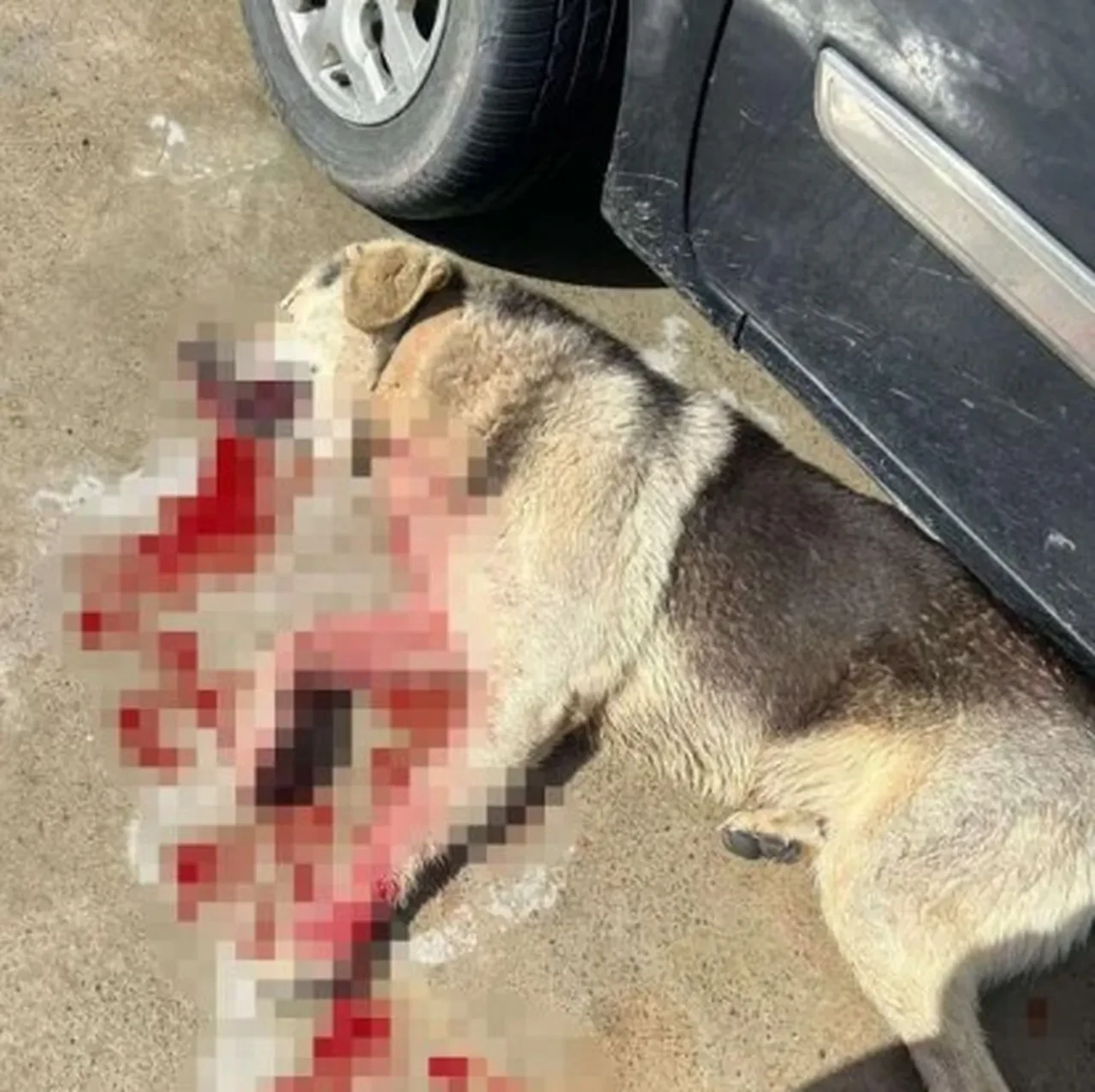 Tavuklarını telef eden köpekleri katletti! Önce serbest bırakıldı, sonra cezaevine gönderildi