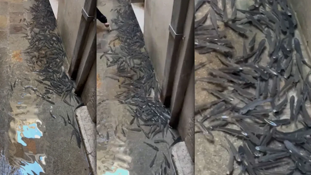 Venedik'te balıklar artık sokaklarda yüzüyor! İlginç anlar