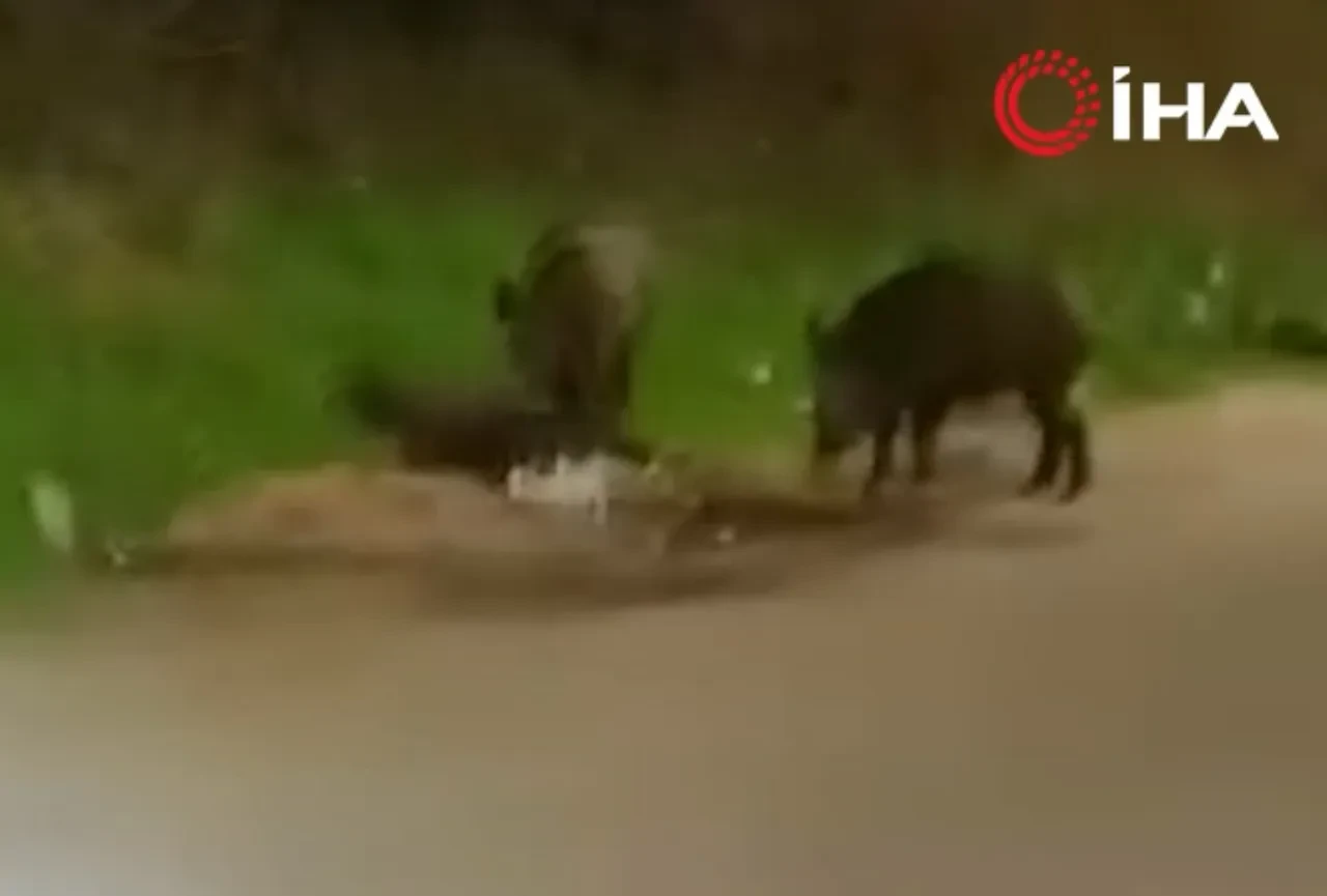 Aç kalan domuzlar mahalleliye panik yaşattı! Görenler telefona sarıldı