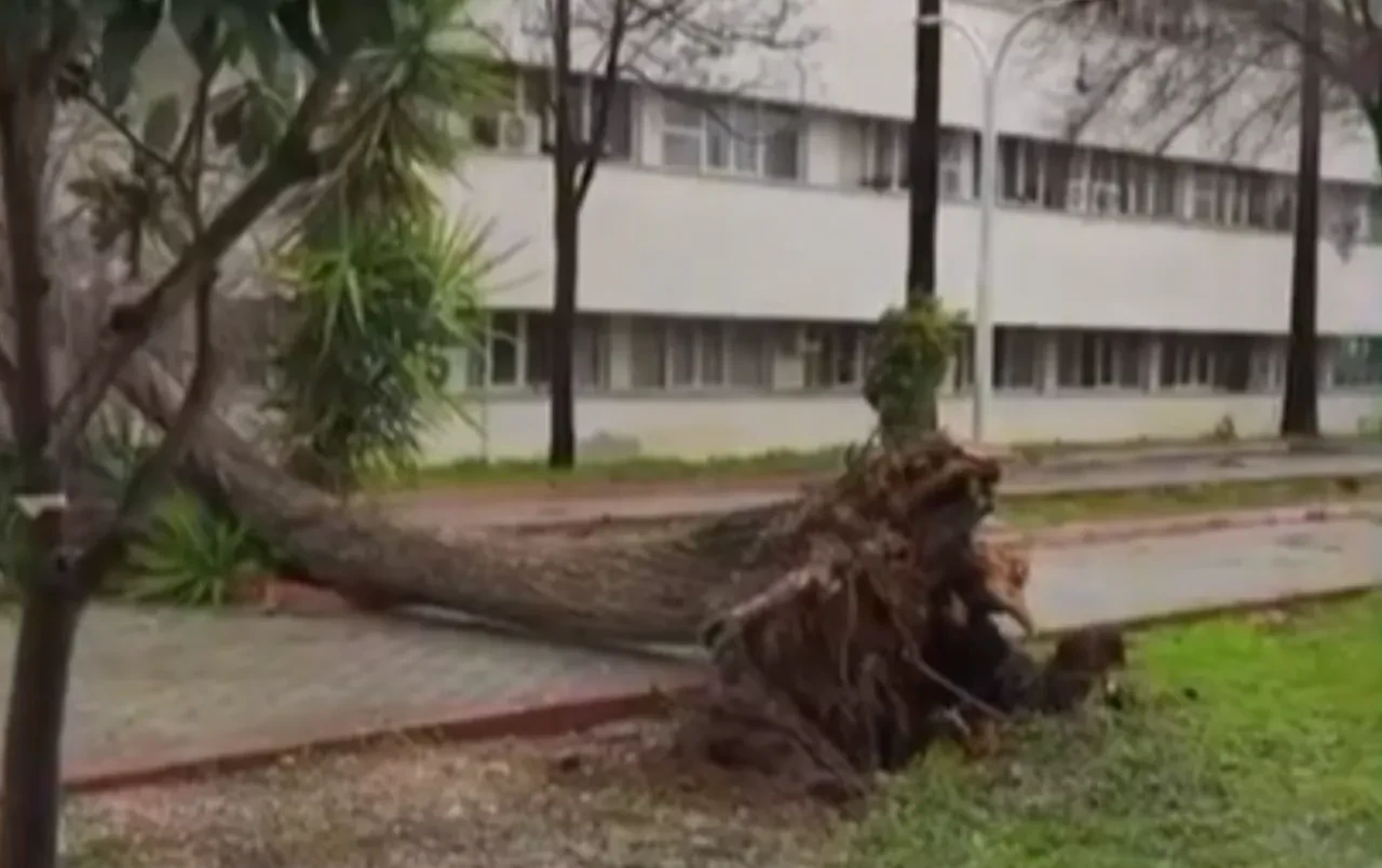 Adana'daki fırtına ağaçları yerinden söktü! Vatandaşlar panik yaşadı