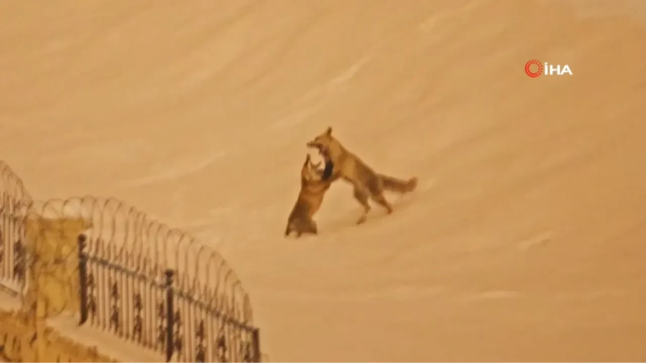 Bitlis'te şehre inen tilkiler kamerada!