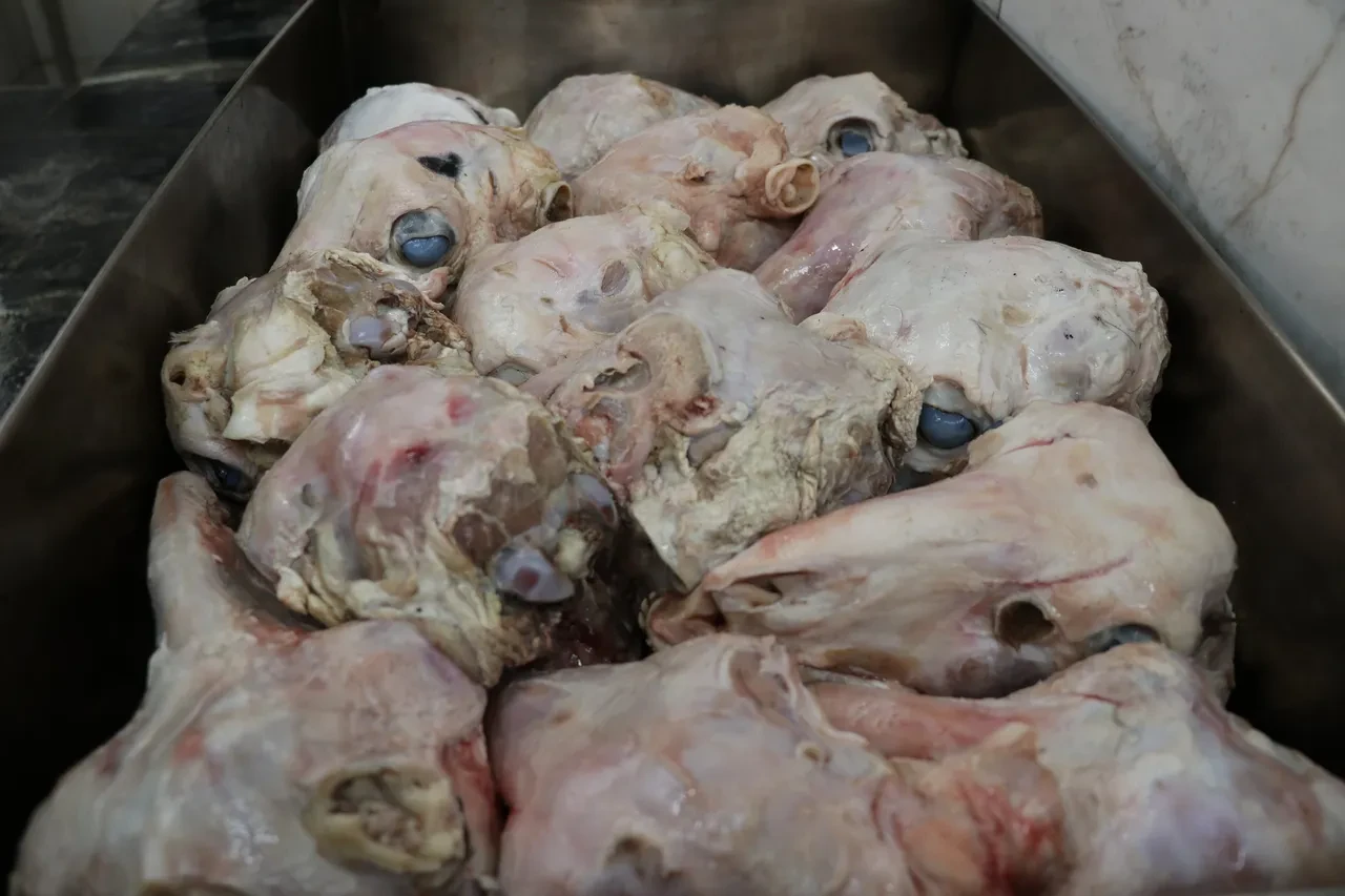 ‘Gözünün yağını yiyeyim’ deyiminin sırrı ortaya çıktı! Meğer Sivas kellesinde saklıymış