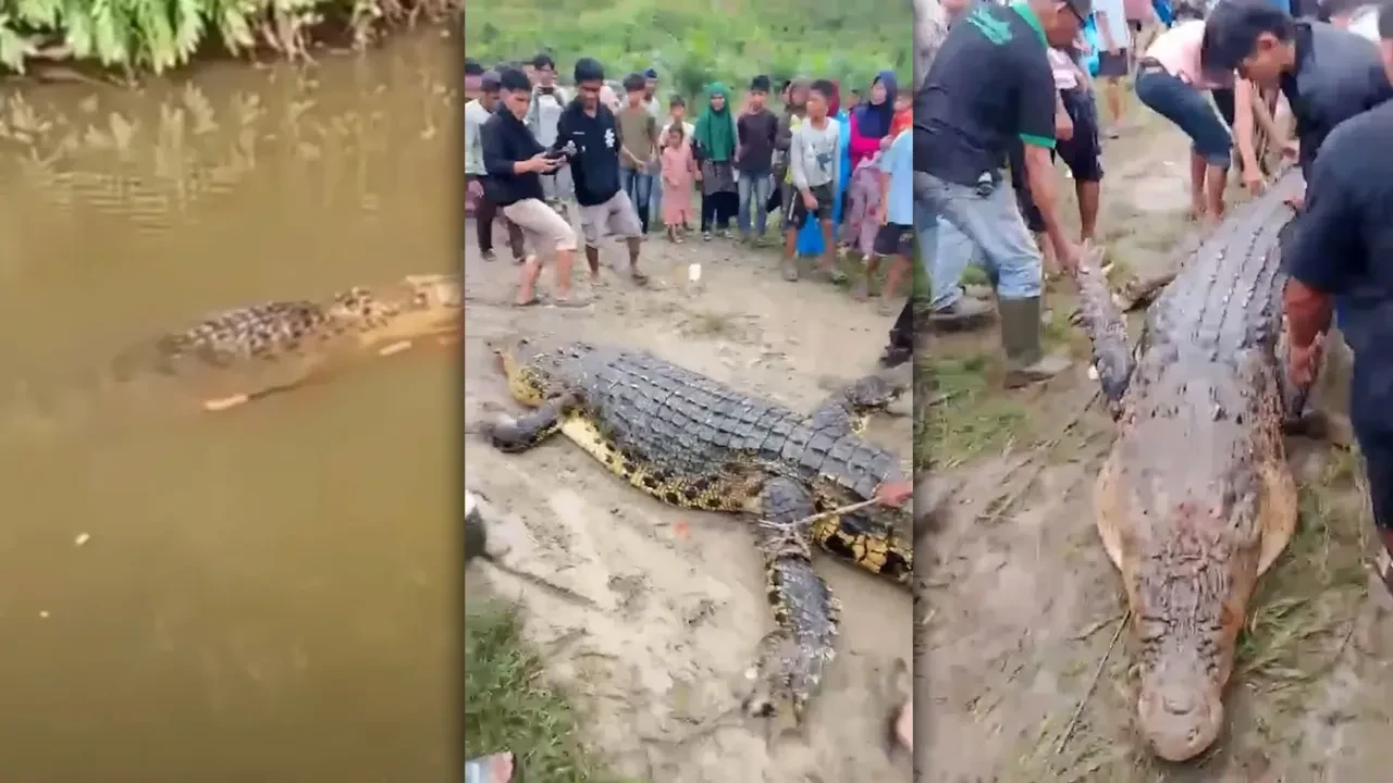 Nehir kenarında korkunç timsah saldırısı: Parçaları midesinden çıktı