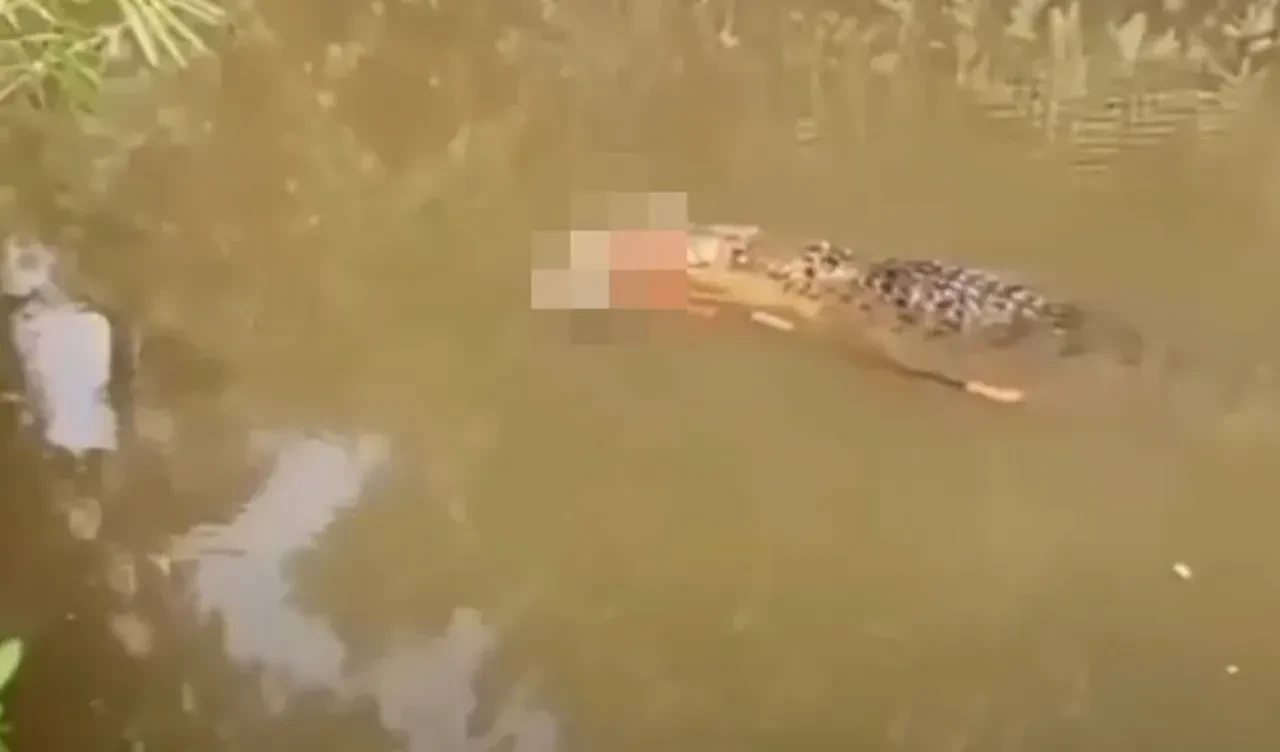 Nehir kenarında korkunç timsah saldırısı: Parçaları midesinden çıktı