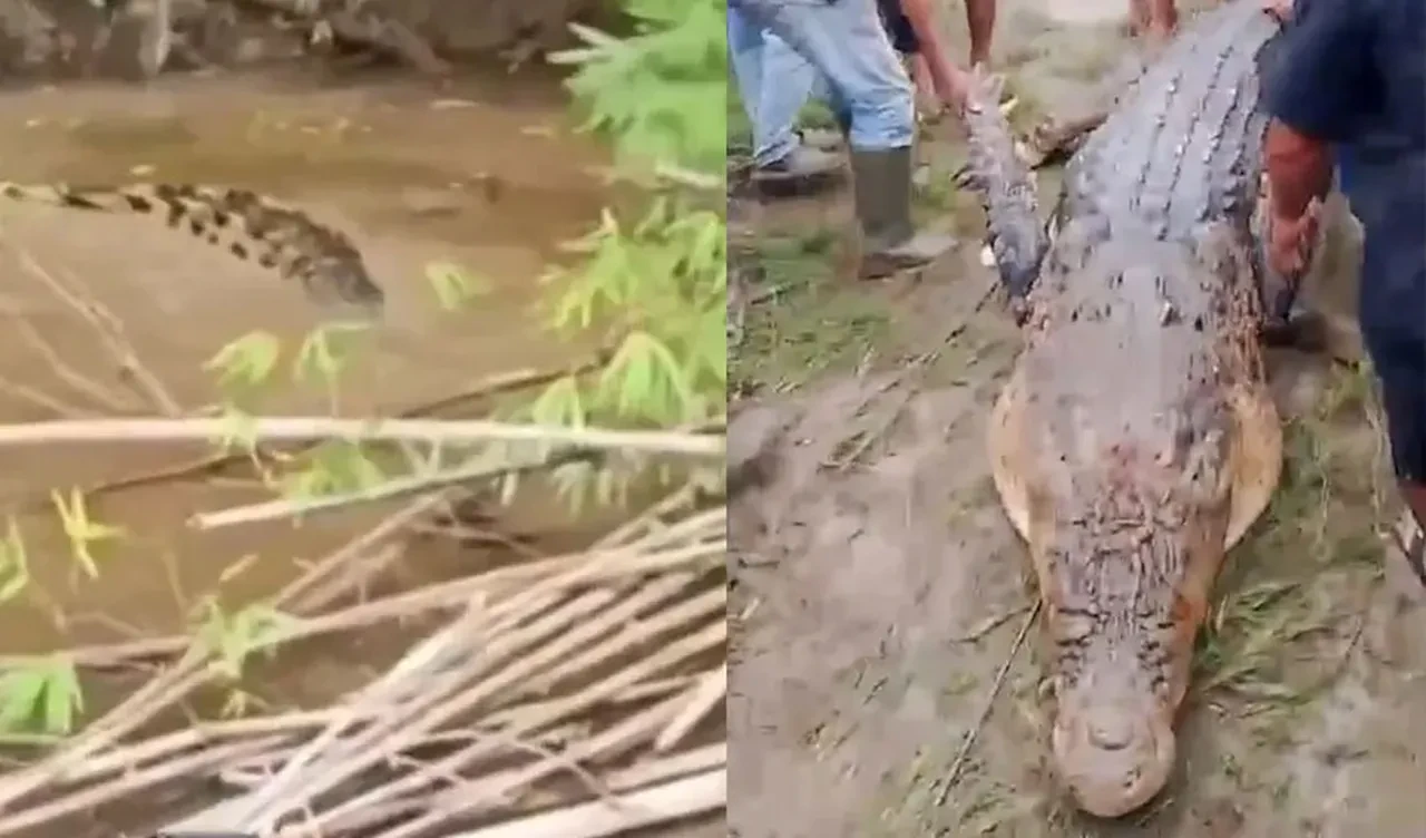 Nehir kenarında korkunç timsah saldırısı: Parçaları midesinden çıktı