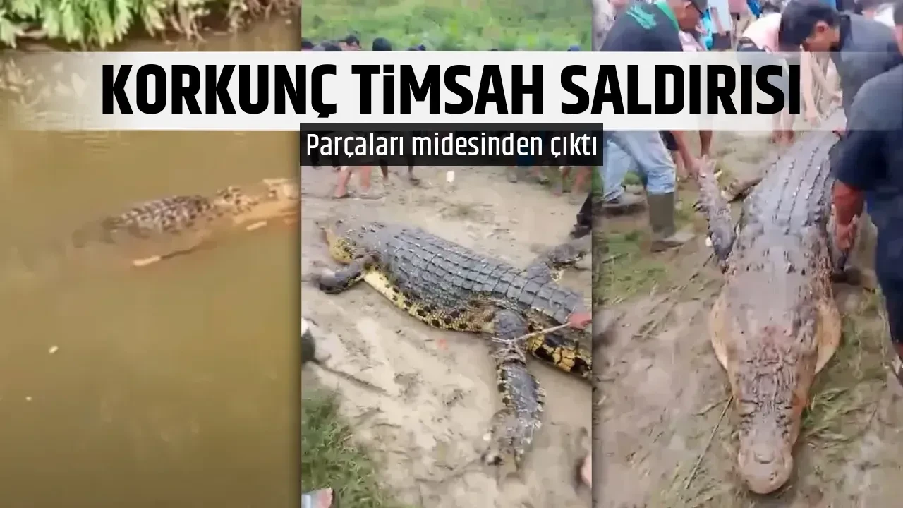 KORKUNÇ TİMSAH SALDIRISI
