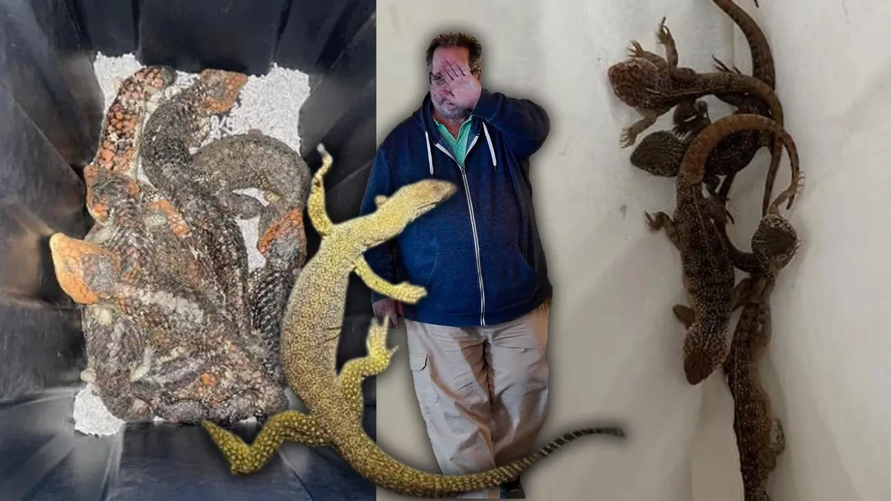 sürüngenleri ülke dışına çıkarmaya çalışan Neil Simpson