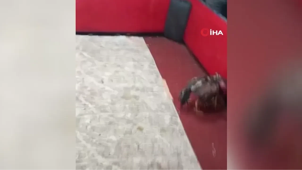 Polis, temizlik işçisi kılığına girerek horoz dövüşünü ortaya çıkardı!