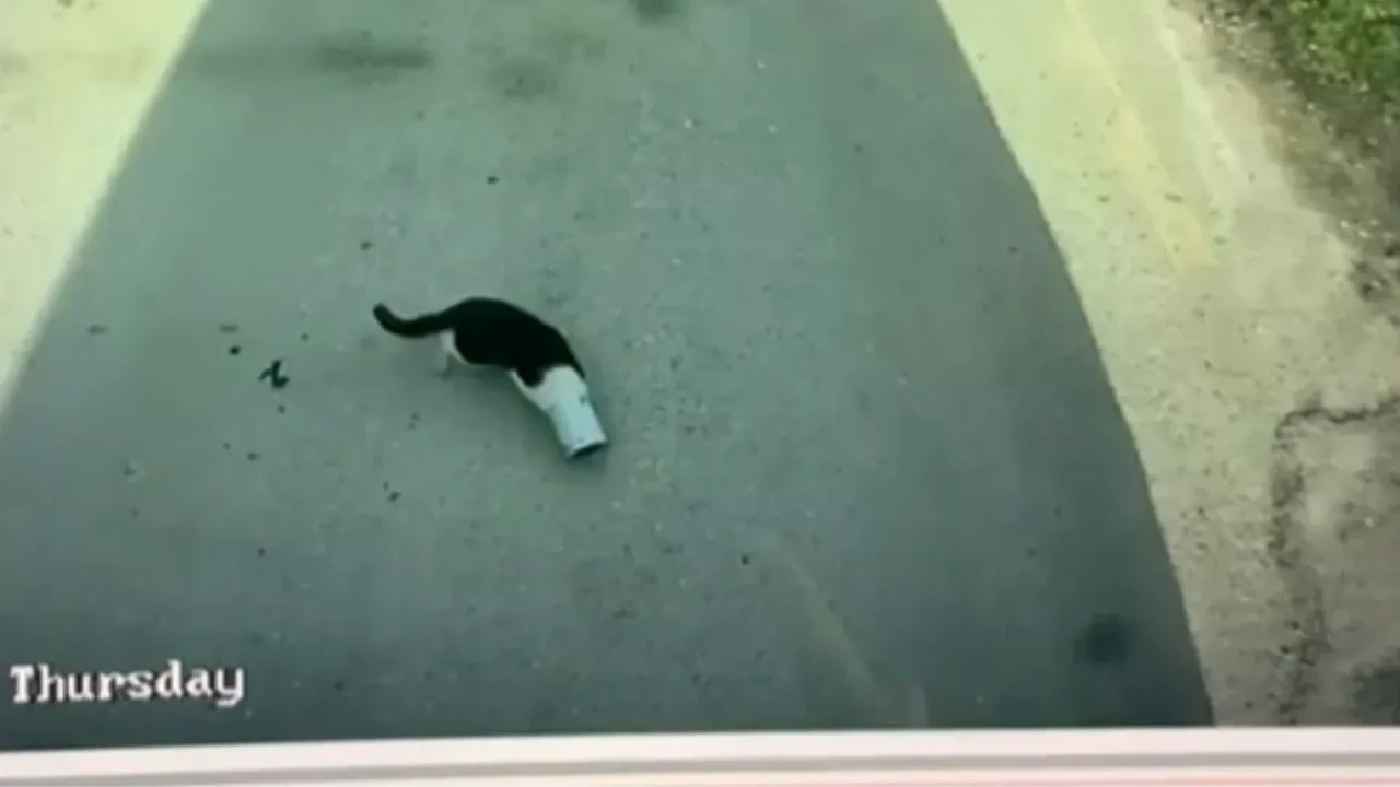 Kedinin yardımına otobüs şoförü koştu! Şoförün yardımseverliği kameralarda