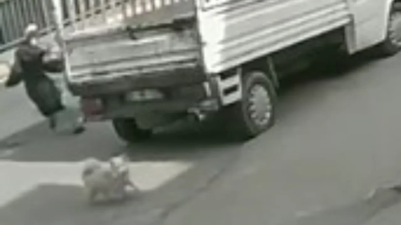 Köpekten kaçarken otobüs çarptı! Feci kaza anı kamerada
