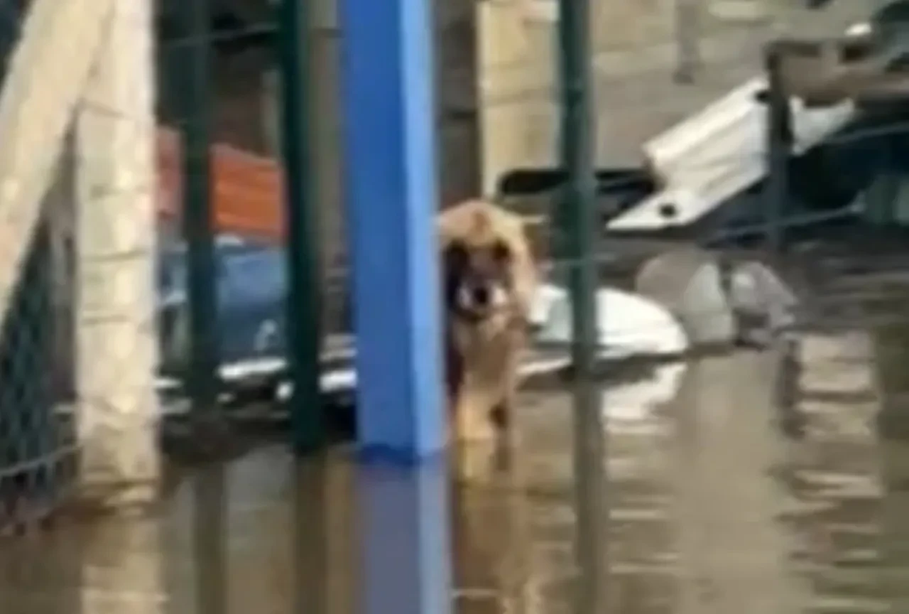 Selde mahsur kalan köpeklerin bakışları yürek burktu!