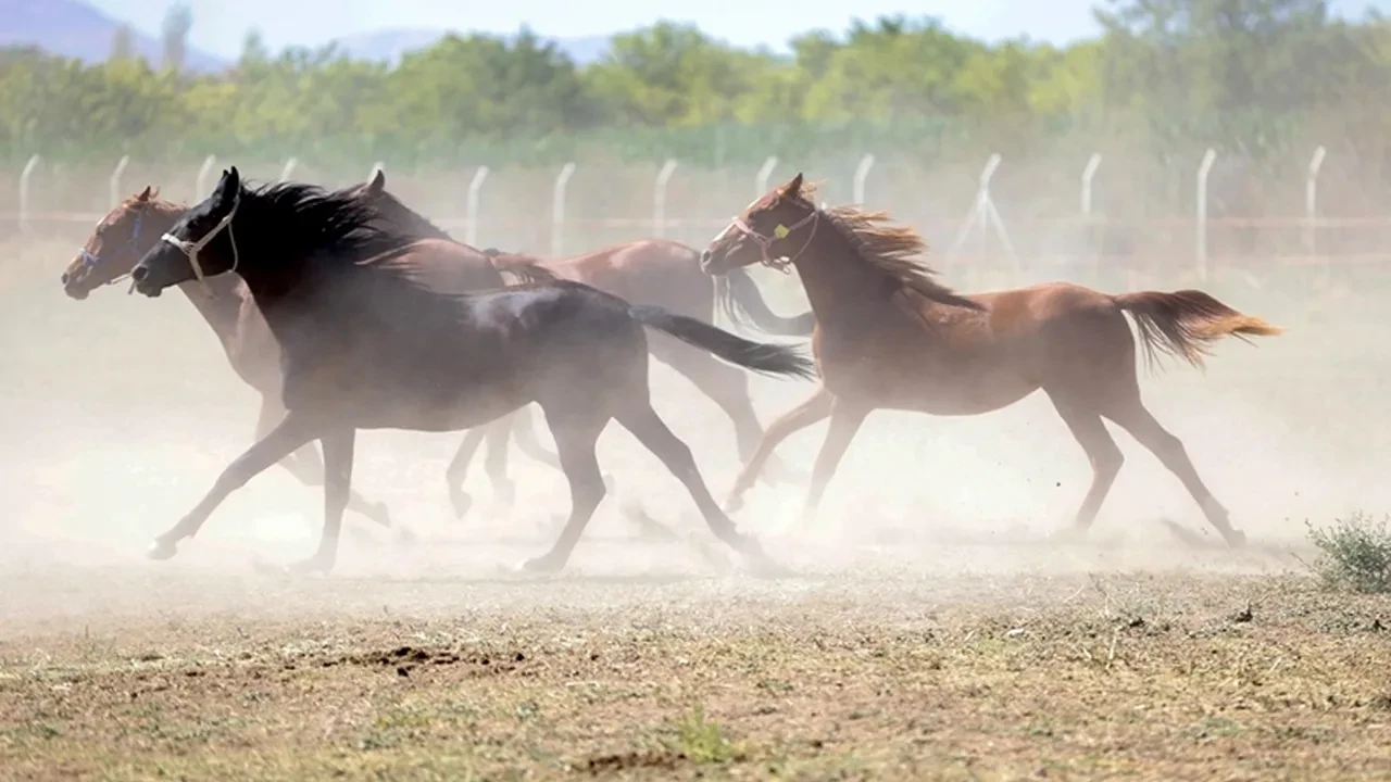 TİGEM'in 100 milyon değerindeki yarış atları mı kayboldu? Açıklama var