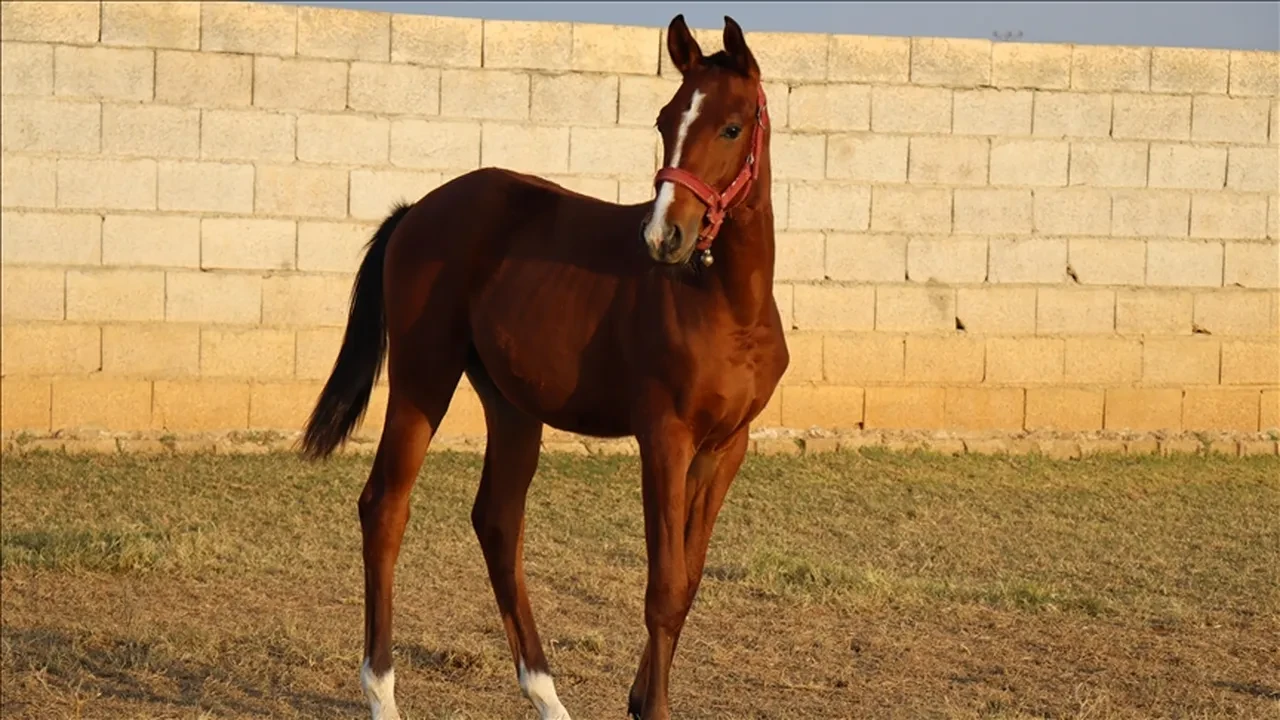TİGEM'in 100 milyon değerindeki yarış atları mı kayboldu? Açıklama var